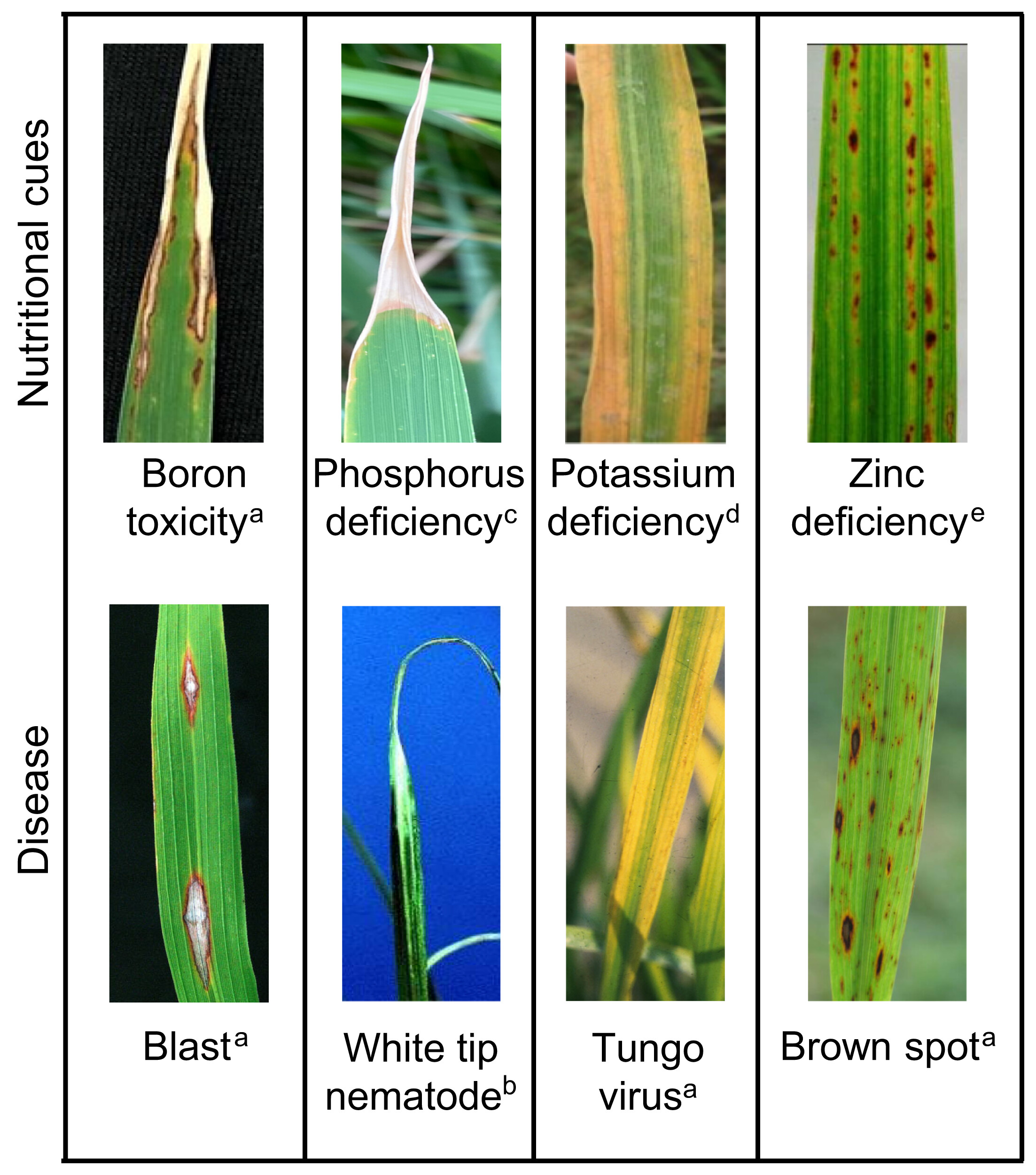 CONFERENCIA: Eliza Loo