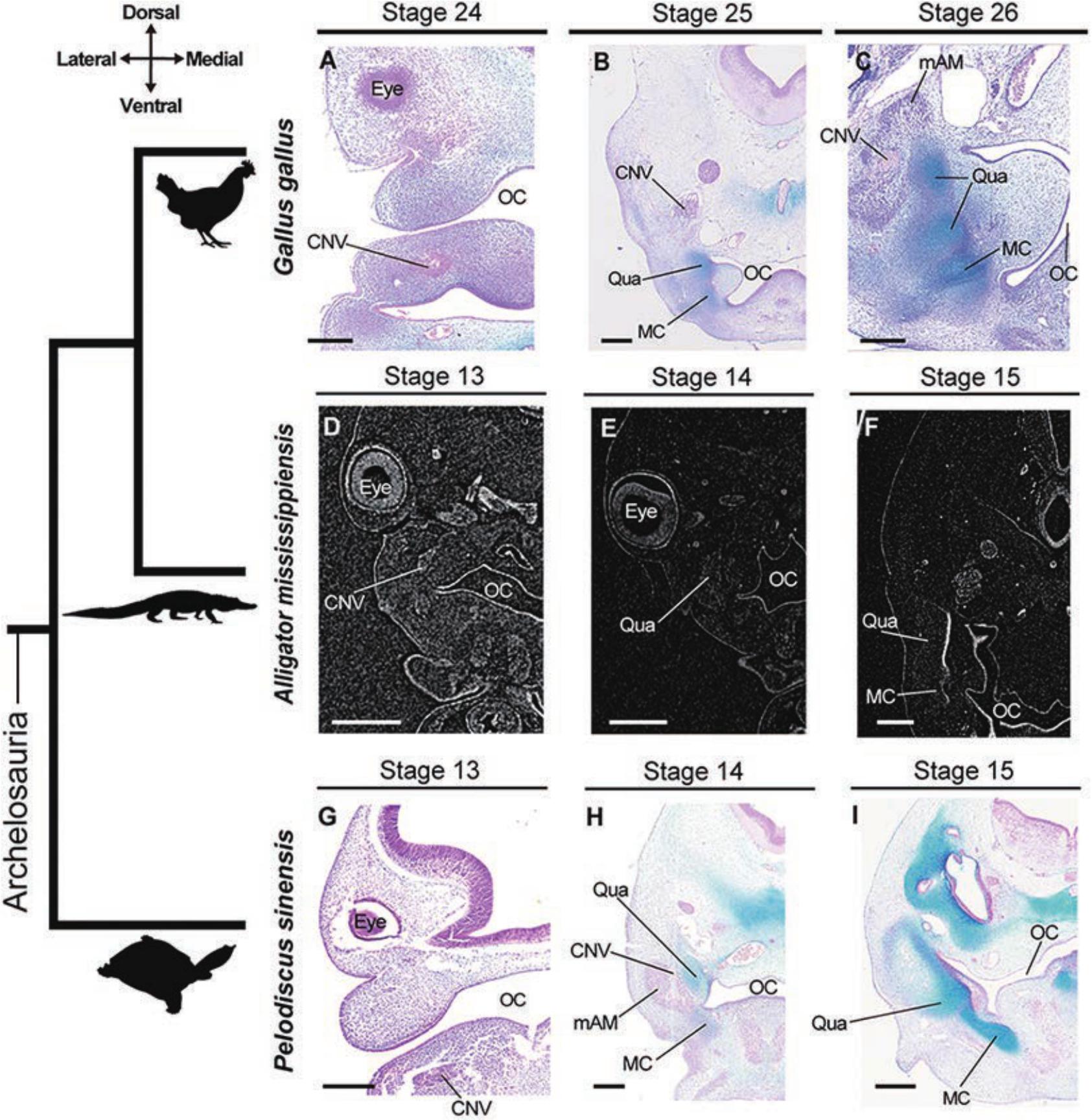 CONFERENCIA: Tatsuya Hirasawa