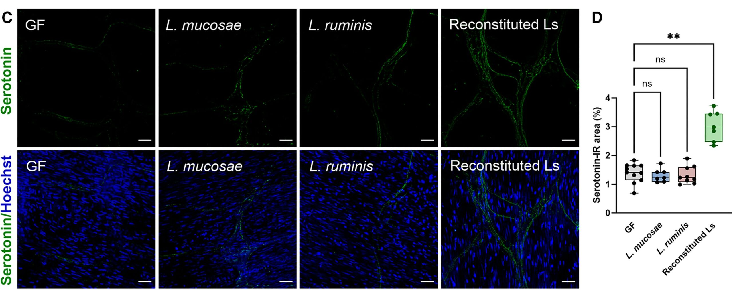 CONFERENCIA: Gianfranco Grompone